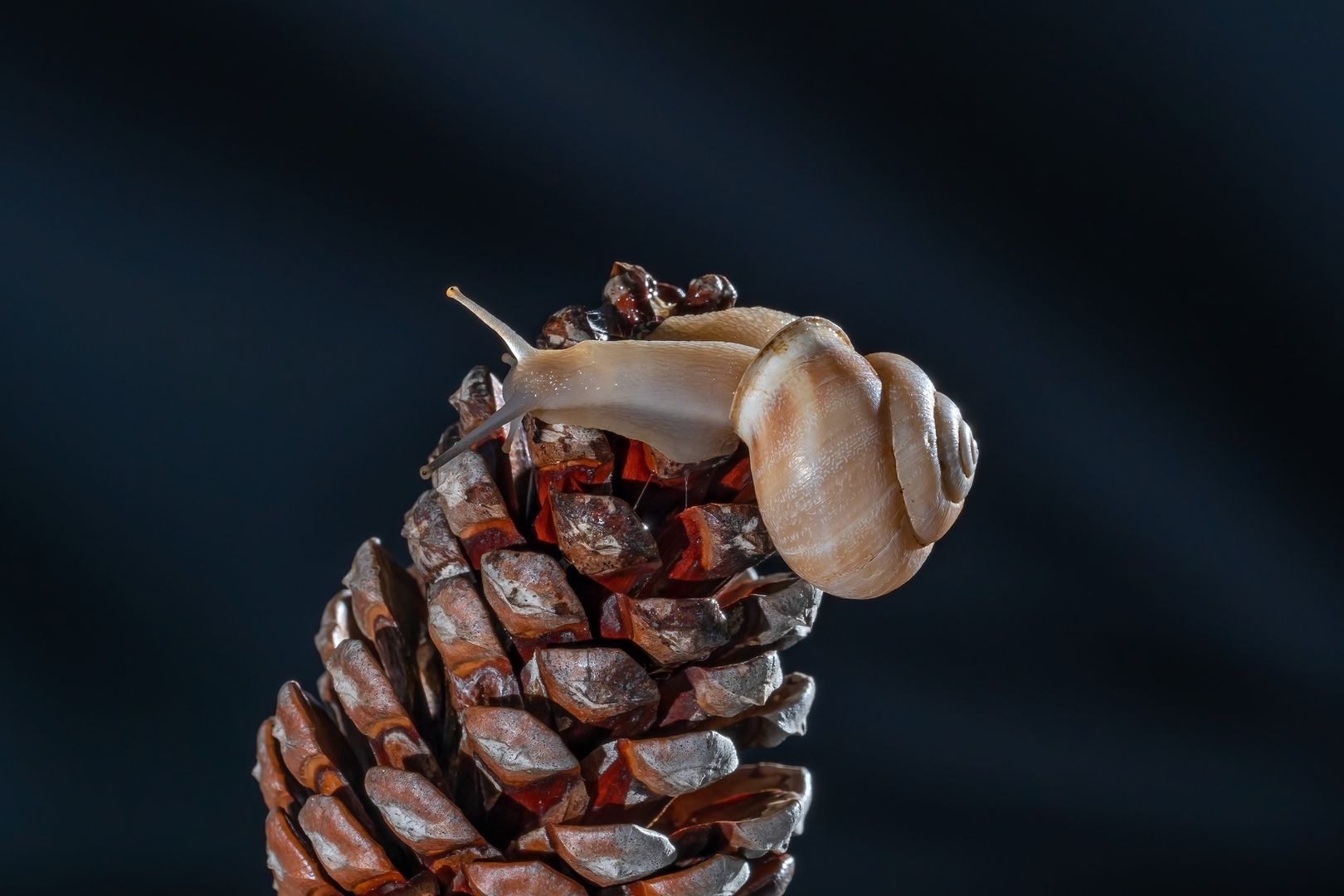 Schnecke auf einem Tannenzapfen mit spiralförmig angeordneten Schuppen